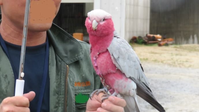 さあ、東武動物公園に行こう!(その11)大人のための飼育体験〈ラスト〉オットセイのプールを掃除せよ!