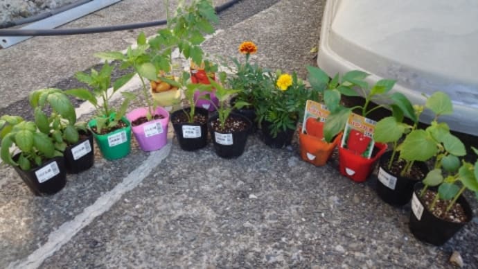 植え付け第一陣 ♪