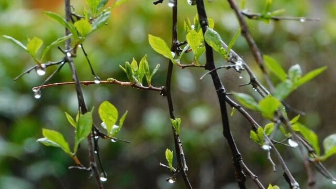 木の芽萌やし