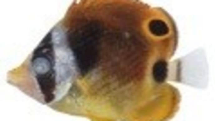 チョウハン