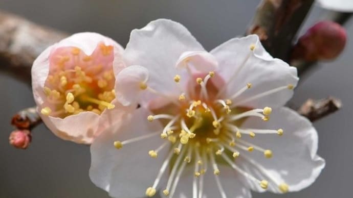 庭の実梅 2024(1)早春の花