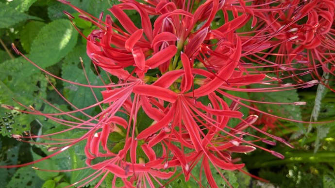 湧き水と曼珠沙華…