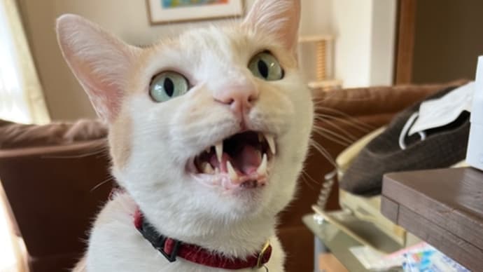 珍しく🐈