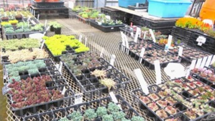 多肉植物　セダムが可愛いのです！！！