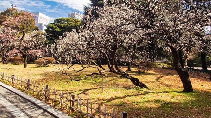 日比谷公園ミニ梅林