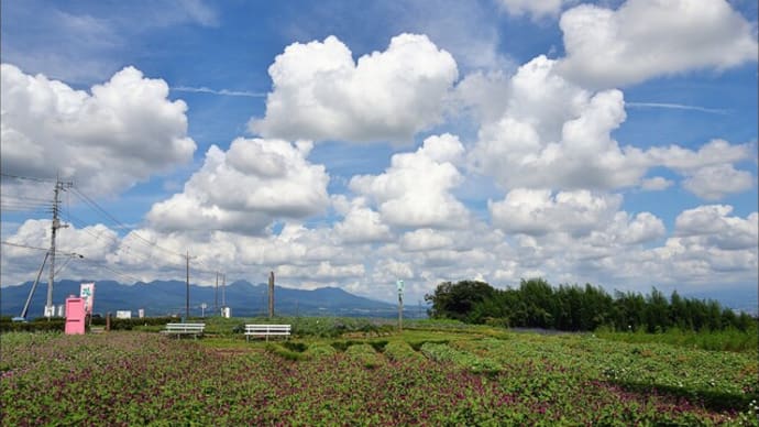 「鼻高展望花の丘」 早咲きのコスモス