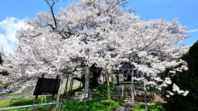素桜神社の神代桜