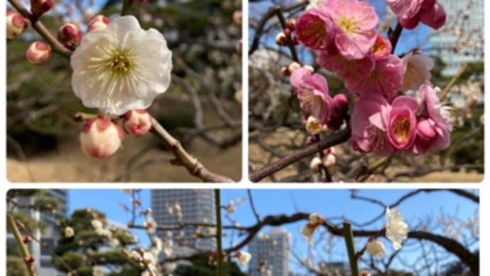 旧芝離宮恩賜庭園の梅2025