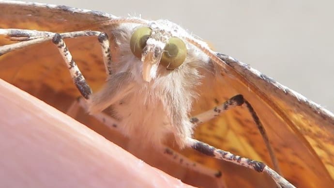 キマダラツバメエダシャク ~初めての出逢いは虫神様からのご褒美!?~