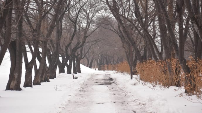 公園の冬の風景（除雪されていた！）