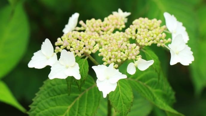横浜四季の森公園のガクアジサイ