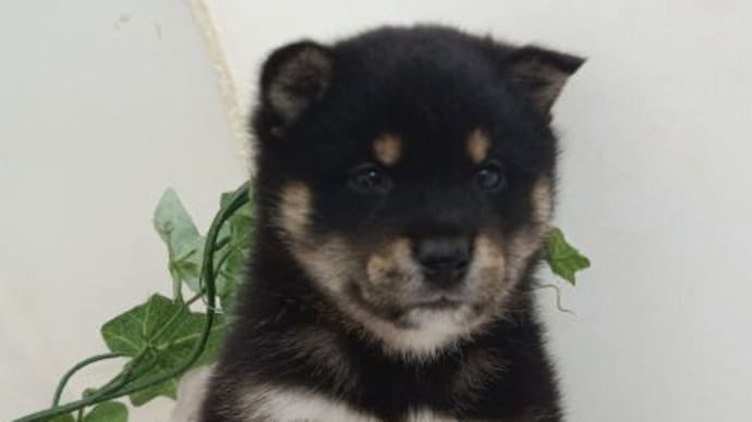 ハッシュタグ 柴犬 宮城県犬 Goo Blog Gooブログ ハッシュタグ 柴犬 宮城県犬 Goo Blog Gooブログ