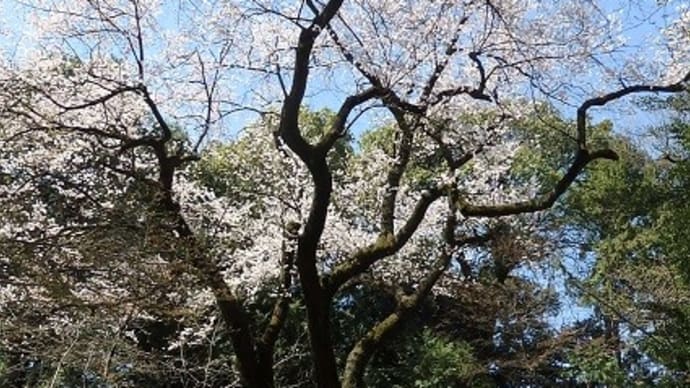 散る桜幼子の手は小さ過ぎ／満開の枝垂れ眺めて花見かな（仙波東照宮・喜多院）