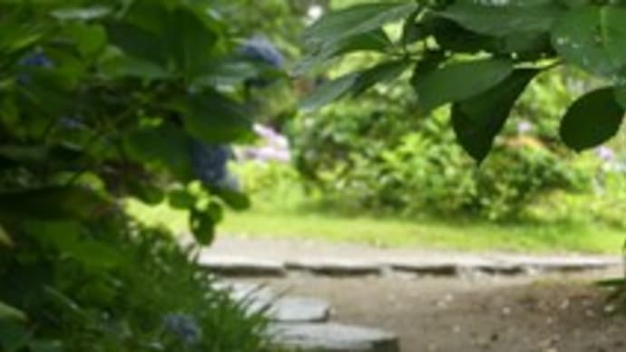 梅雨の里山2021 ~お寺の紫陽花~