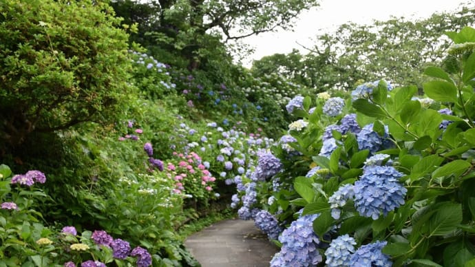 あじさい狩り 静岡県下田市下田公園 伊豆下田温泉第52回あじさい祭り(7)通せん坊する、あじさい