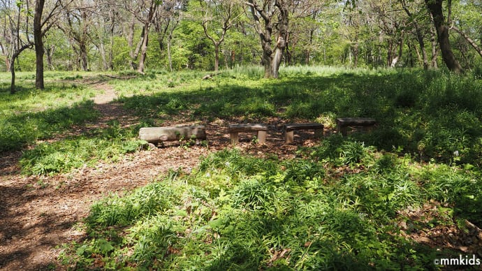 妻女山SDPの作業は堂平大塚古墳で。灌木と帰化植物の除去と階段の設置。帰りにサンコウチョウが目の前に出現!(妻女山里山通信)