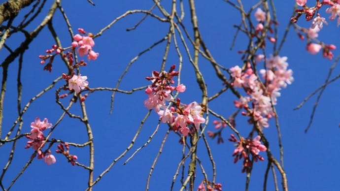 前田家ゆかりの妙成寺(石川県)