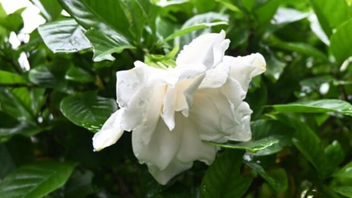 オオヤエクチナシが開花
