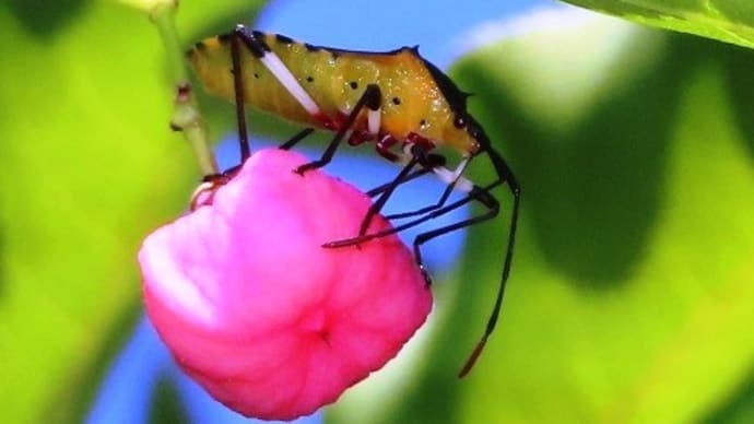 深井花のこみち