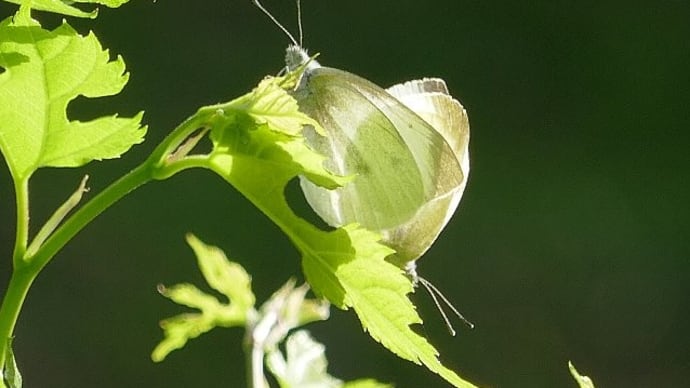 春のフィールドで虫撮り写ん歩