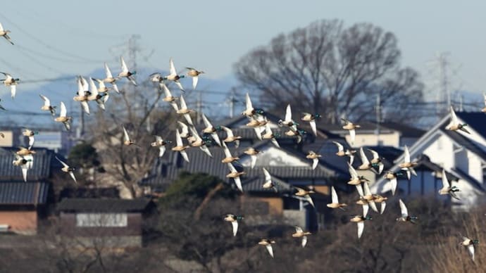 近くの大池