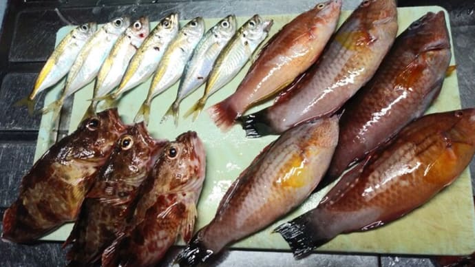 ハッシュタグ 餌取りの小魚 Goo Blog Gooブログ ハッシュタグ 餌取りの小魚 Goo Blog Gooブログ