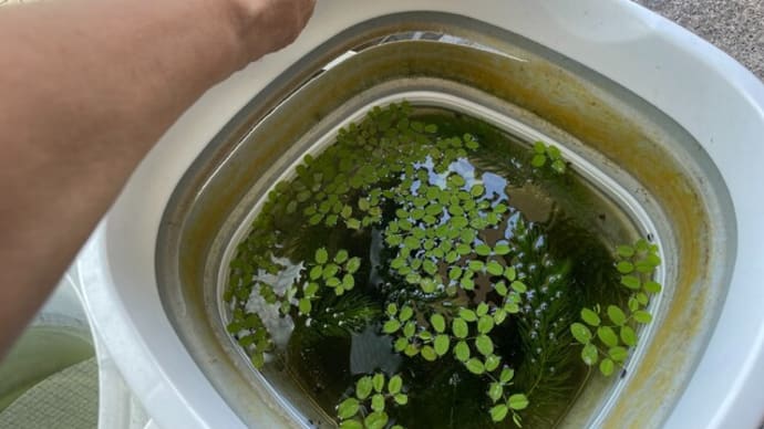 メダカの針子の引っ越し
