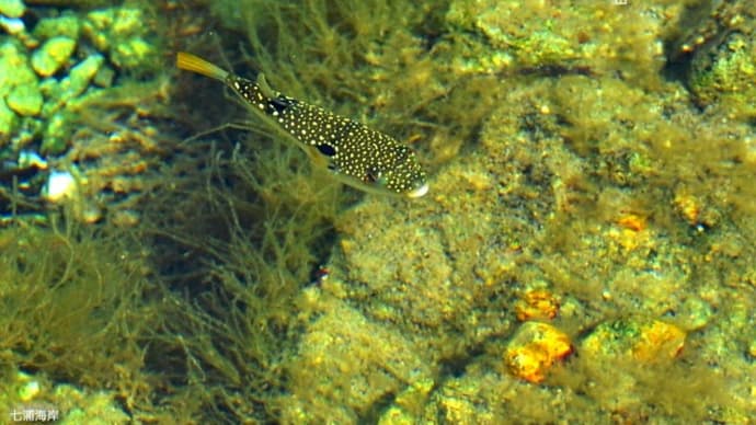 フグが浅瀬に