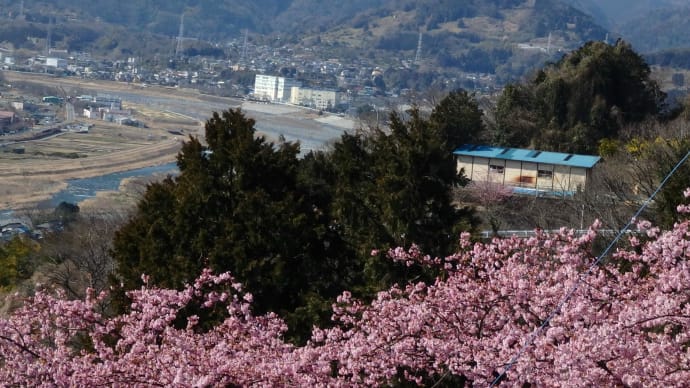 河津桜の咲く松田山