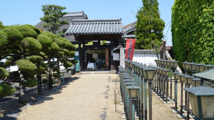 金剛寺の牡丹