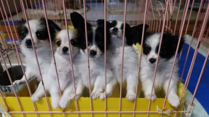 パピヨン・子犬たち