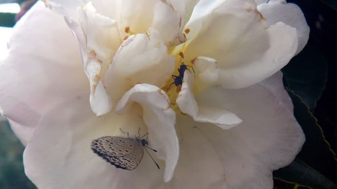 蝶と蟻