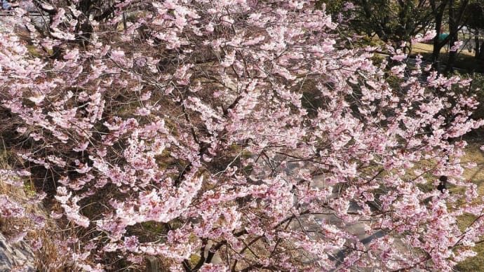 皇子が丘公園のハツミヨ桜.....景