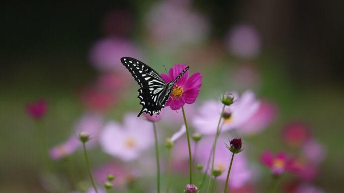 花の丘で森呼吸🦋