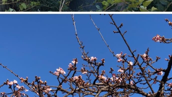 大晦日の熱海糸川遊歩道で咲き始めたあたみ桜を発見!