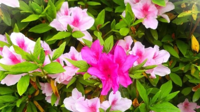 花写ン歩v