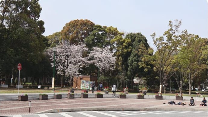 大和:引地台公園~「遊びの森」の桜
