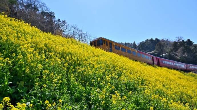 閏住の菜の花絨毯の上を走る「伊予灘ものがたり」