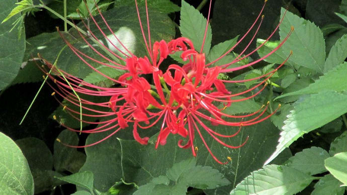 似たような花が続きます。