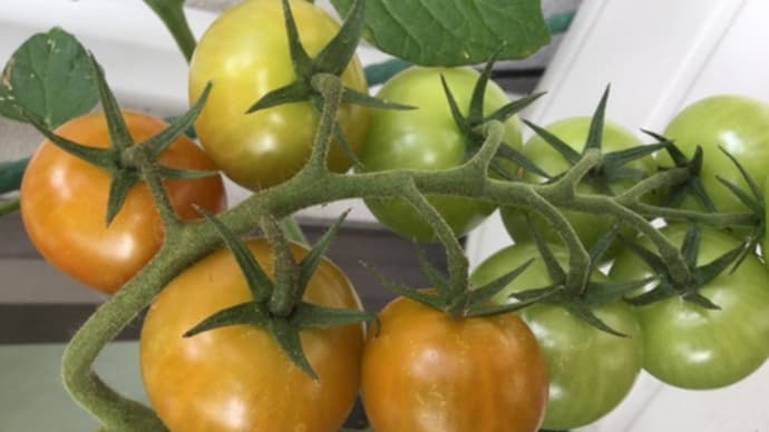 【#ライクズワーン社】様のイタリアン野菜【#房型ミディトマト】収穫へ…2月播種 DE150個
