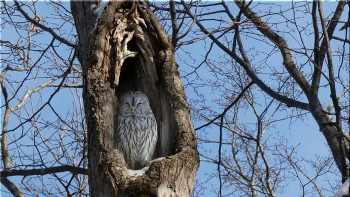 合成ですがエゾフクロウです。