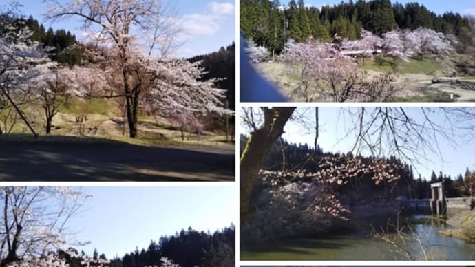 下条川ダムの桜観 満開です! 越後小京都加茂