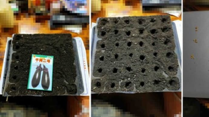 ナスの種を蒔きました