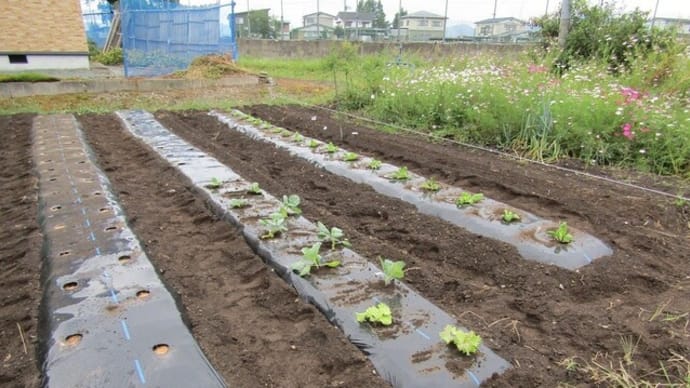 ようやく植えました。