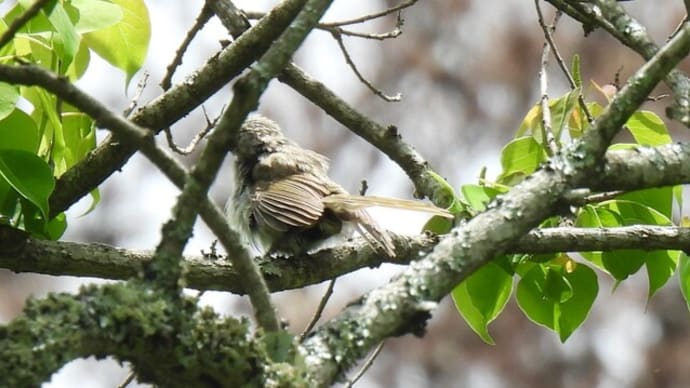 夏鳥とウグイス、ソウシチョウなど