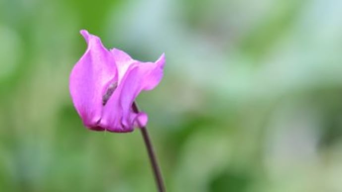 庭で咲く花たち ツリフネ草の花 69