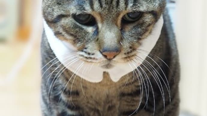 愛猫を腕枕、重いけど暖かくて幸せ~♡