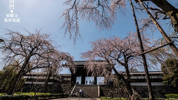 春の山門、威風堂々と。