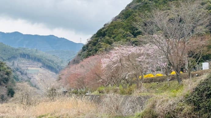 〈桜のトンネルを駆ける「嵯峨野トロッコ列車」日帰りツアー!その1