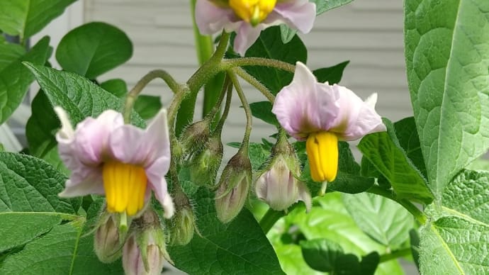 ぽろしり 開花